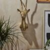 Antelope Head - Image 2