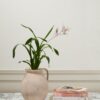 Anata Jug - Image 2